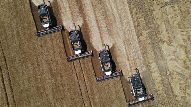 Οι προβλέψεις τις Strategy Grains για το σιτάρι στην Ευρώπη το 2025