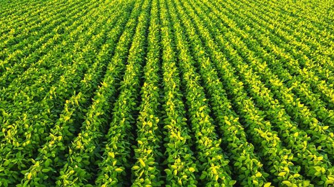 Πώς μπορεί η γεωργία που σκοτώνει τη φύση να γίνει πιο βιώσιμη;