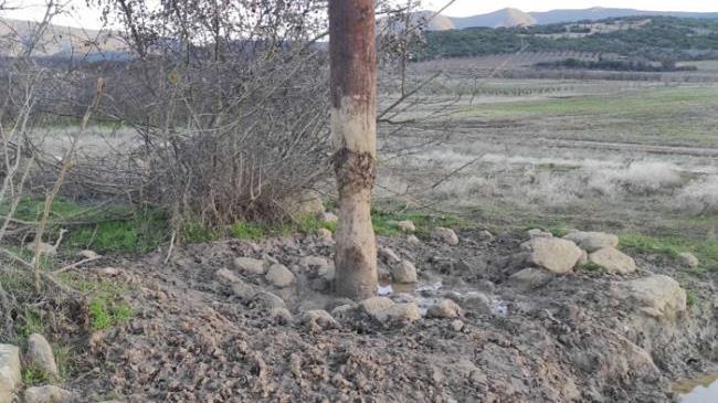 Τα αγριογούρουνα στο Δομένικο έφαγαν τις κολώνες της ΔΕΗ με κίνδυνο να καταρρεύσουν