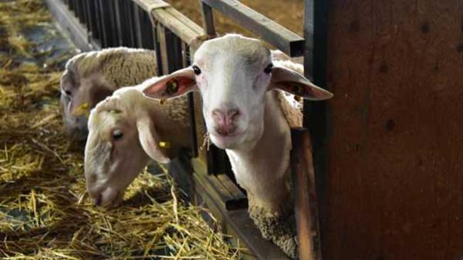 Υποβολή αιτήσεων για την αδειοδότηση κτηνοτροφικών εγκαταστάσεων