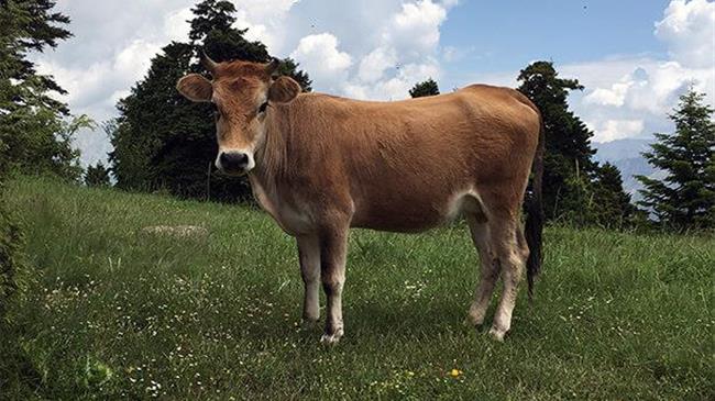 Πρέσπες: «Δεν ανήκουν στην επιτηρούμενη και σπάνια ελληνική φυλή», τα βοοειδή που κυκλοφορούν - Τι λένε οι εκτροφείς