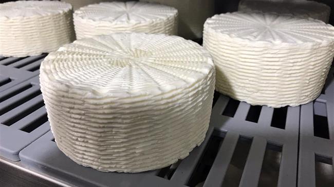 Θεσσαλονίκη: Τυρί από μη παστεριωμένο αγελαδινό γάλα παρήγαγε η Αμερικανική Γεωργική Σχολή