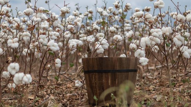 Ινδία: Εξετάζει περισσότερες εισαγωγές βαμβακιού από την Αυστραλία