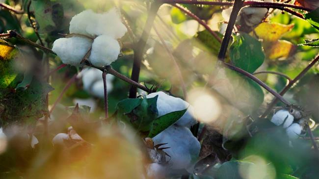 ΟΠΕΚΕΠΕ: Έναρξη καταχώρησης ποσοτήτων για την Ειδική Ενίσχυση Βαμβακιού