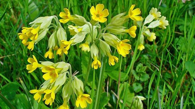 50 χιλιάδες ευρώ το κιλό: Το παράνομο κυνήγι του φυτού της ελληνικής γης που αξίζει χρυσάφι