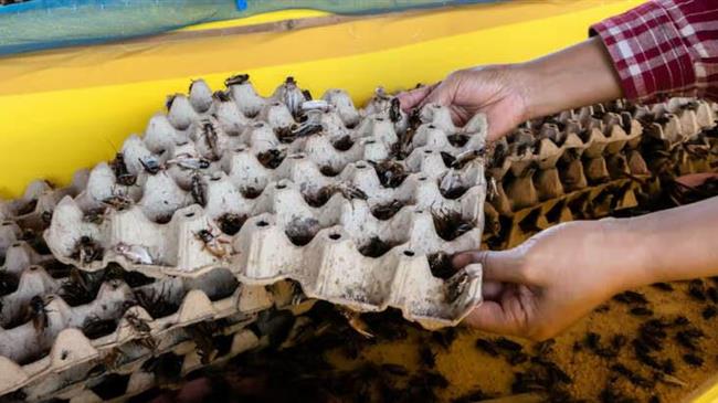 Η αγορά βρώσιμων εντόμων απογειώνεται – Στα 3,7 δισ. δολάρια έως το 2030