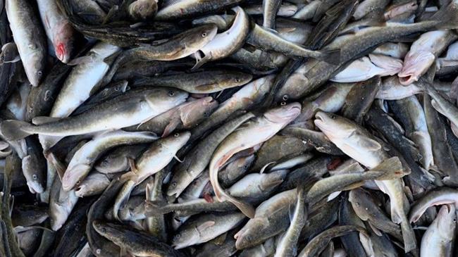 ΗΠΑ: Το να φας ένα ψάρι του γλυκού νερού στις Ηνωμένες Πολιτείες ισοδυναμεί με το να πίνεις επί ένα μήνα μολυσμένο νερό