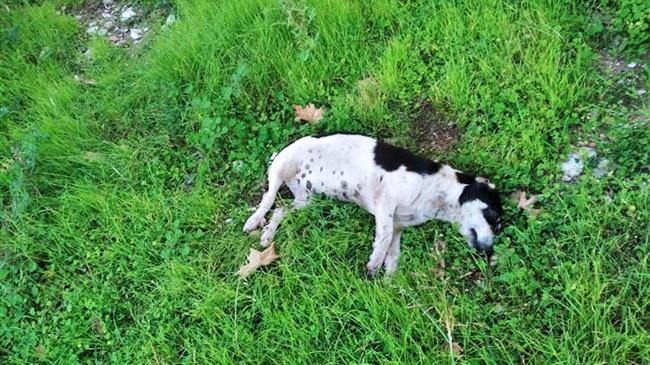 Πρόγραμμα διαχείρισης νεκρών ζώων