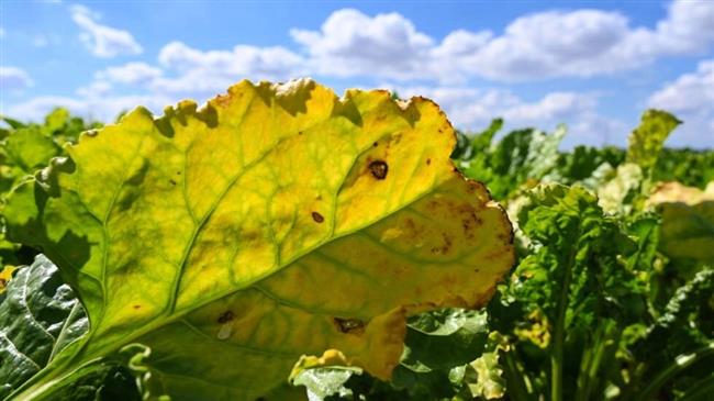 Οι αγρότες ζαχαρότευτλων διαμαρτύρονται μετά τη γαλλική στροφή σε φυτοφάρμακο που σκοτώνει τις μέλισσες