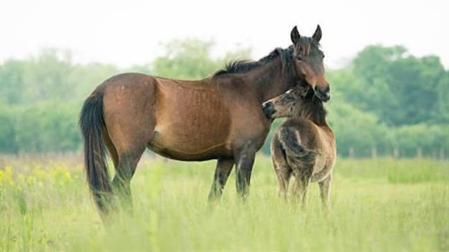 Δικαιούχοι Δράσης 10.1.09: Καταχωρήστε τον αριθμό σήμανσης των ίππων σας