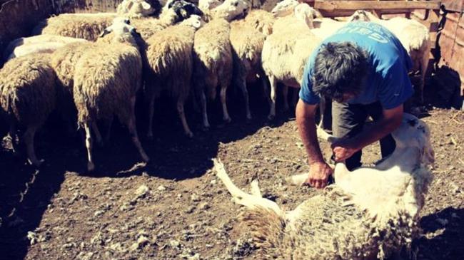 «Περήφανοι Αγρότες» από την Κοζάνη: Λίπασμα, σοβάς και κολλαγόνο από το μαλλί και τα κόκκαλα των προβάτων