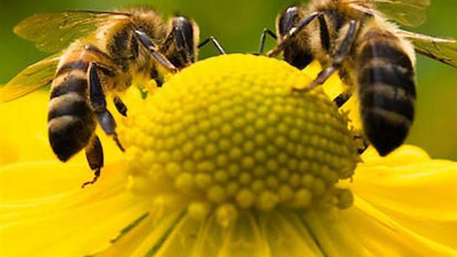 Ξεκινούν οι ψηφιακές αιτήσεις για δράσεις μελισσοκομίας