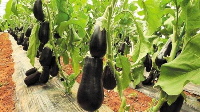 Η Ισπανία παραμένει παγκόσμιος ηγέτης στην παραγωγή μελιτζάνας