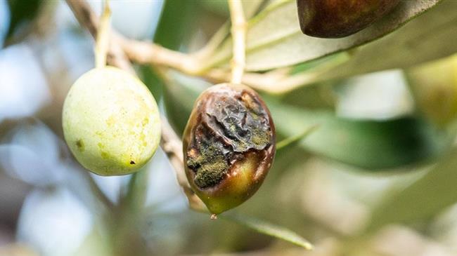 Οδηγίες σε ελαιοπαραγωγούς για αντιμετώπιση του γλοιοσπορίου