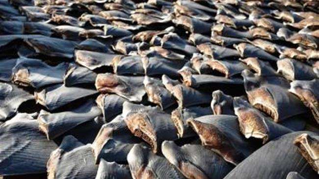 Απαγόρευση της πρακτικής της αφαίρεσης πτερυγίων καρχαρία παρουσιάζεται στην Επιτροπή