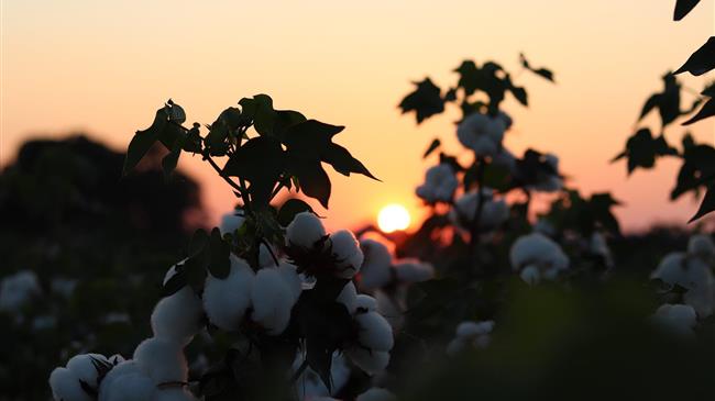 AGRO 2: Η πιστοποίηση που έγινε... παγίδα – Βαμβακοπαραγωγοί σε οικονομική ασφυξία από τα λάθη της κυβέρνησης