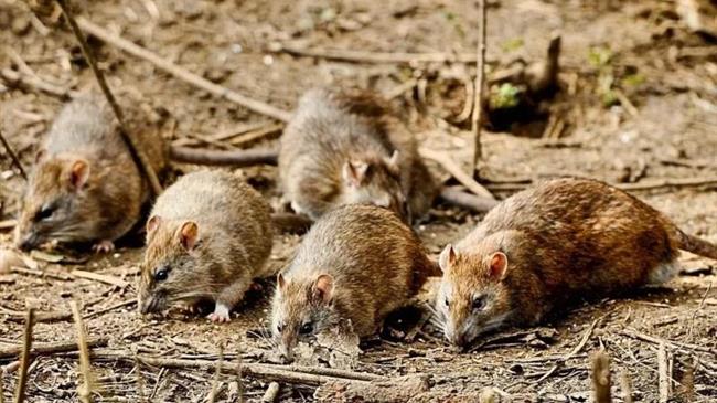 Μουλκιώτης: SOS από τους αγρότες της Βοιωτίας - Τρωκτικά απειλούν τις καλλιέργειες