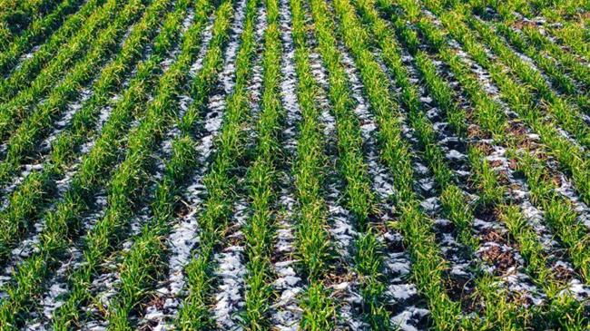 ΗΠΑ: Εμφανής η ξηρότητα στο χειμερινό σιτάρι