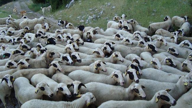 Ζεϊμπέκ: Κραυγή αγωνίας από τους πληγέντες κτηνοτρόφους σε ΑΜ-Θ από ευλογιά & πανώλη