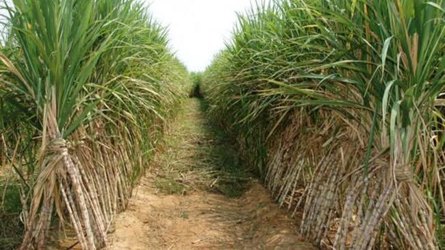 Ινδία: Παραγωγή-ρεκόρ ζαχαροκάλαμου την περίοδο 2021-22