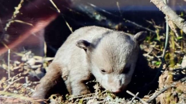Επιχείρηση από Ομάδα Άμεσης Επέμβασης  για αρκούδα με δύο νεογέννητα στην Καστοριά