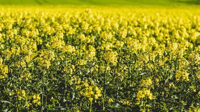 Εμπορική κυκλοφορία του Optimum GLY Canola ανακοινώθηκε από την Corteva Agriscience