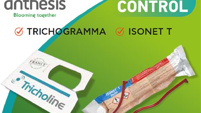 Anthesis: Έξυπνες και αποτελεσματικές λύσεις για τον Έλεγχο της Tuta absoluta