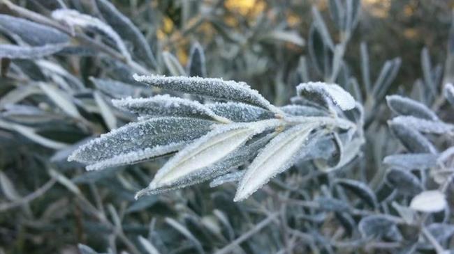 Ελιές: Ανομβρία και πάγος «σκοτώνουν» τον καρπό