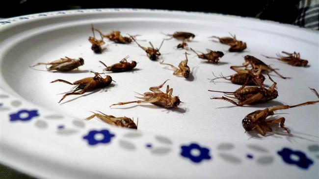 «Νέα τρόφιμα» από... γρύλλους και σκώληκες