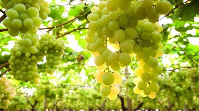 Επιστολή Νίκα στον υπΑΑΤ για τα προβλήματα των παραγωγών επιτραπέζιων σταφυλιών στην Π.Ε. Κορινθίας