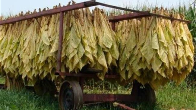 Πάνω από 50% έχουν μειωθεί οι καπνοπαραγωγοί της Θράκης