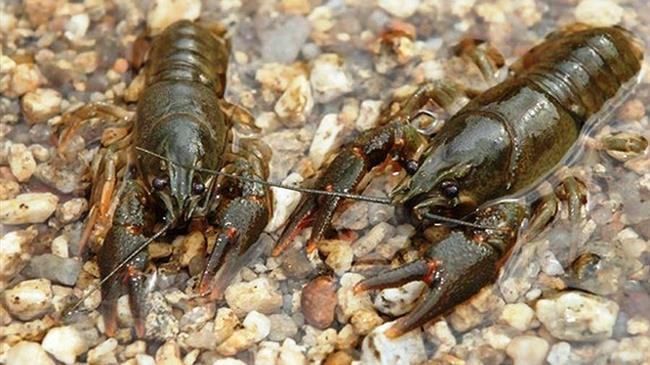 Ήπειρος: Απαγόρευση αλιείας καραβίδας