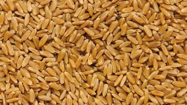 ΕΕ: Οι εξαγωγές μαλακού σίτου αυξήθηκαν κατά 8% την περίοδο 2022/23