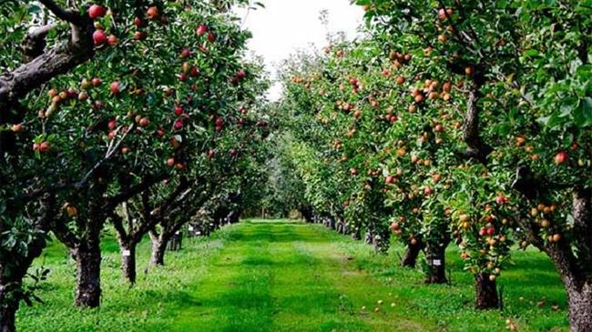 Καλλιεργητικές Πρακτικές και Ασθένειες Πυρηνοκάρπων και Μηλοειδών