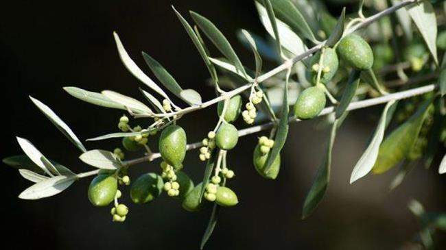 Χαλκιδική: Η μείωση της παραγωγής ελιάς υπολογίζεται σε ποσοστό 70%