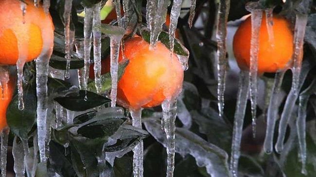 Πάγωσαν οι καλλιέργειες στην Αργολίδα - Στους -6 βαθμούς Κελσίου ο υδράργυρος στον κάμπο