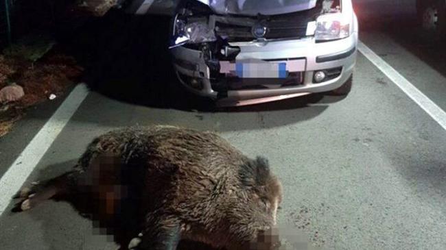 Ποιος πληρώνει τη ζημιά μετά από τρακάρισμα με ζώο στην εθνική οδό;