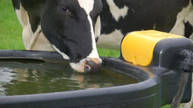 Πόσο εντατική σε νερό είναι η εκτροφή ζώων;