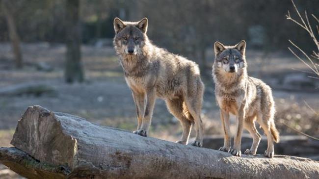Εντολή απομάκρυνσης λύκων από την Πάρνηθα
