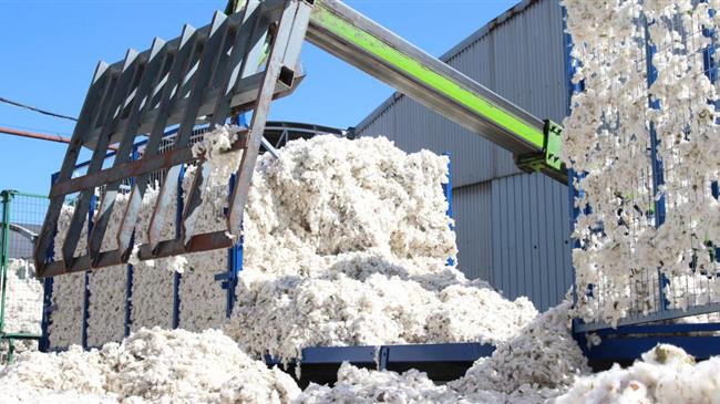 Βαμβάκι: Αδύνατη η καλλιέργεια λένε παραγωγοί από Καρδίτσα-Τρίκαλα