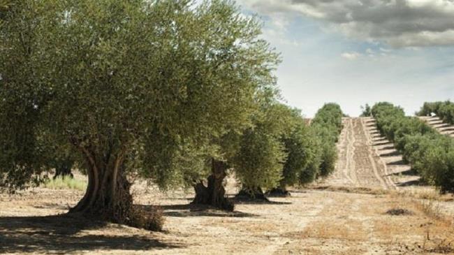 Ελαιοκαλλιέργεια: Προκλήσεις και λύσεις