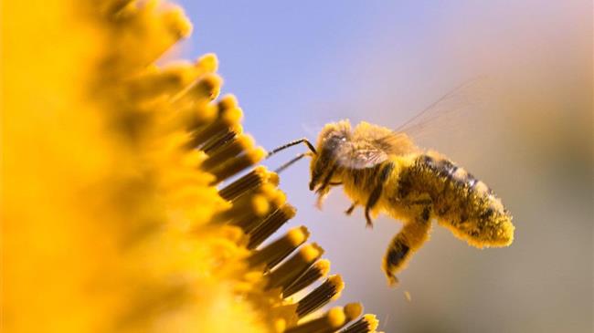 Προστασία μελισσών από χημικούς ψεκασμούς