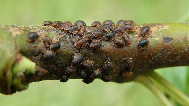 Φυτοπροστασία για την ψύλλα αχλαδιάς