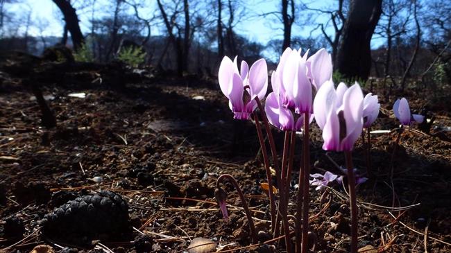 «Προστασία της φύσης LAB»