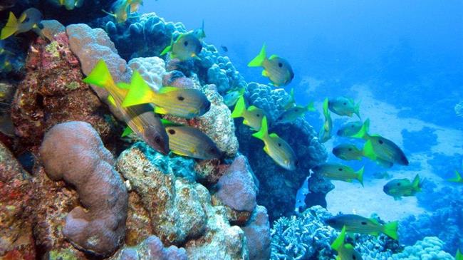 Ωκεάνια βιοποικιλότητα: παγκόσμια συμφωνία για την προστασία και τη βιώσιμη χρήση των πόρων και της βιοποικιλότητας στην ανοικτή θάλασσα