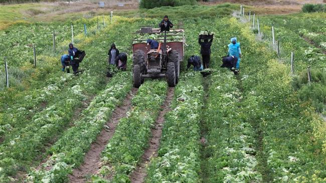 Πώς η νέα ζώνη ελεύθερων συναλλαγών της Αφρικής θα στροβιλίσει τη γεωργική βιομηχανία της ηπείρου