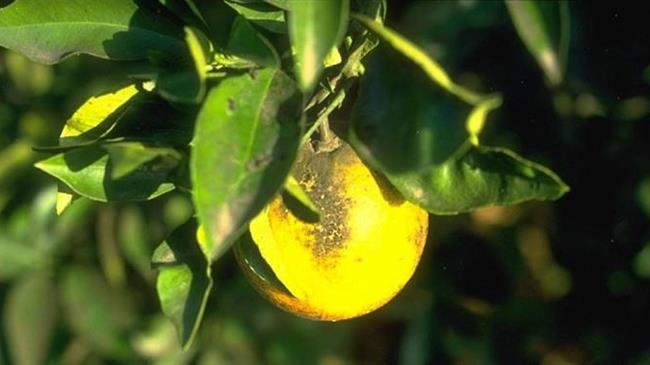 Κέρκυρα: Τι είπε ο διευθυντής του Μπενάκειου Φυτοπαθολογικού Ινστιτούτου για το μαύρο αλευρώδη