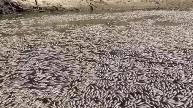 Αυστραλία: Εκατομμύρια νεκρά ψάρια σε ποταμό
