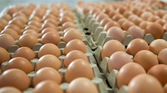 Γαλλία: Στήριξη στους παραγωγούς αυγών λόγω της αυξημένης ζήτησης