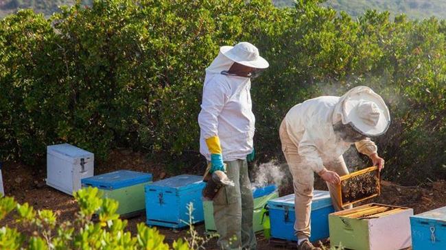 Έως τις 30/6 οι αιτήσεις για οικονομική στήριξη της νομαδικής μελισσοκομίας